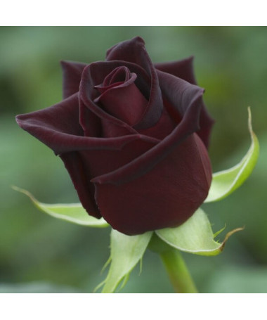Rose hybride de thé 'Black Diamond', pot de 2l