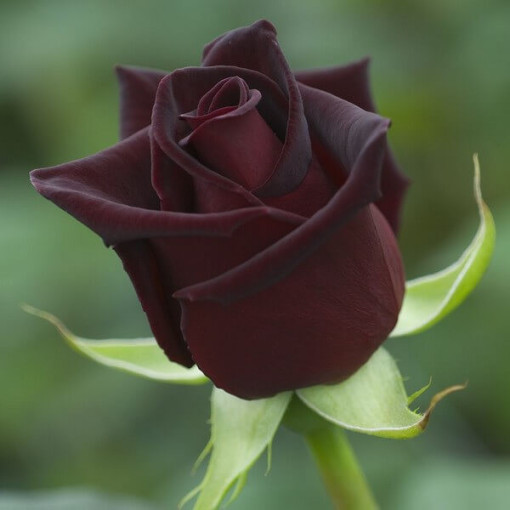 Rose hybride de thé 'Black Diamond', pot de 2l