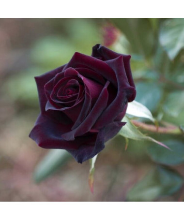 Rose hybride de thé 'Black Diamond', pot de 2l