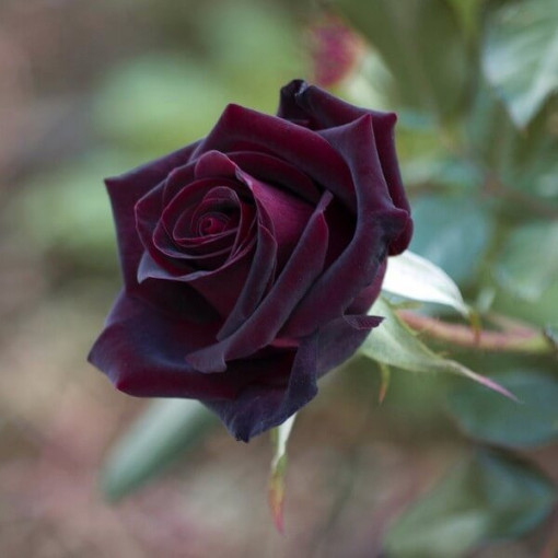Rose hybride de thé 'Black Diamond', pot de 2l