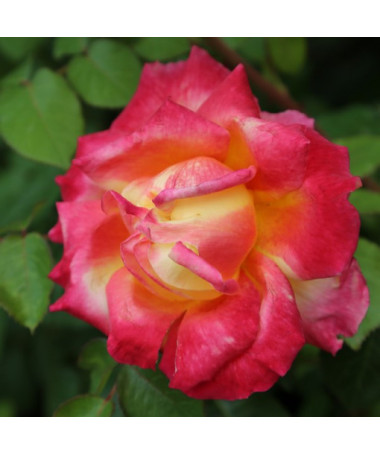 Rose hybride de thé 'Bicolette', pot de 4l
