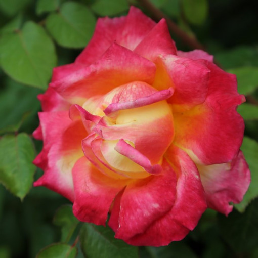 Rose hybride de thé 'Bicolette', pot de 4l