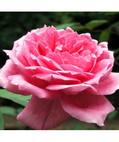Rose hybride de thé 'Belle Ange', pot de 2l