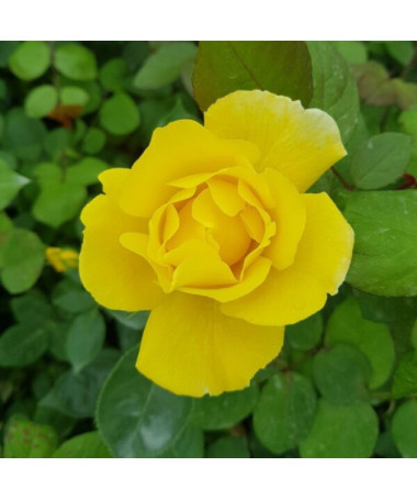 Rosier à grandes fleurs 'Arthur Bell' pot, 2l