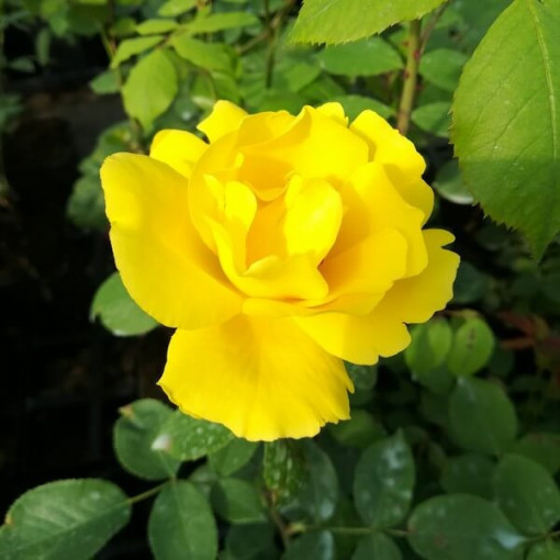 Rosier à grandes fleurs 'Arthur Bell' pot, 2l