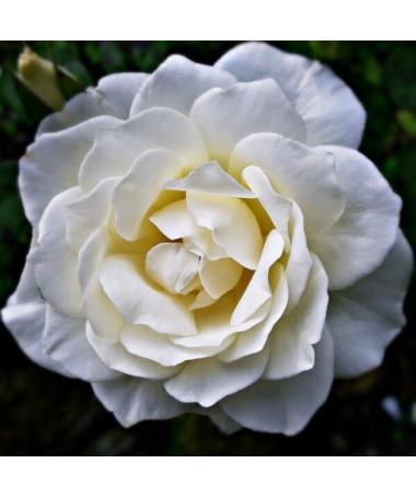 Rosier à grandes fleurs 'Artemia' pot, 2l