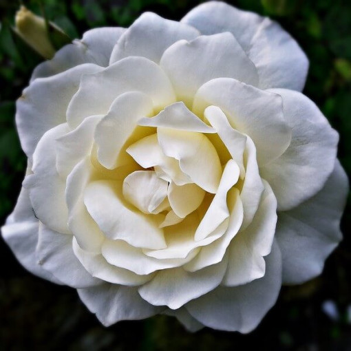 Rosier à grandes fleurs 'Artemia' pot, 2l