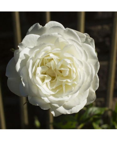 Rosier à grandes fleurs 'Artemia' pot, 2l