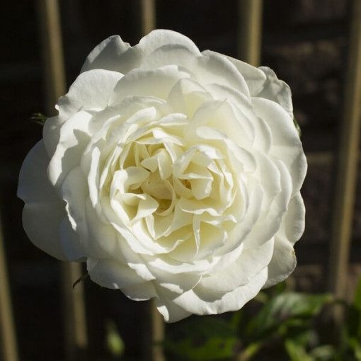 Rosier à grandes fleurs 'Artemia' pot, 2l