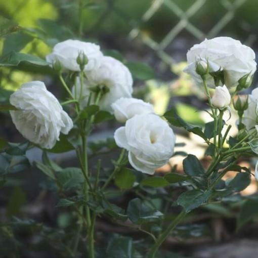 Rosier à grandes fleurs 'Artemia' pot, 2l