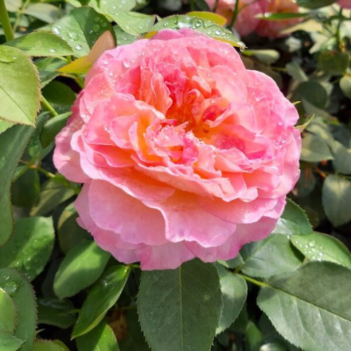 Rosier à grandes fleurs 'Alojse' pot, 2l