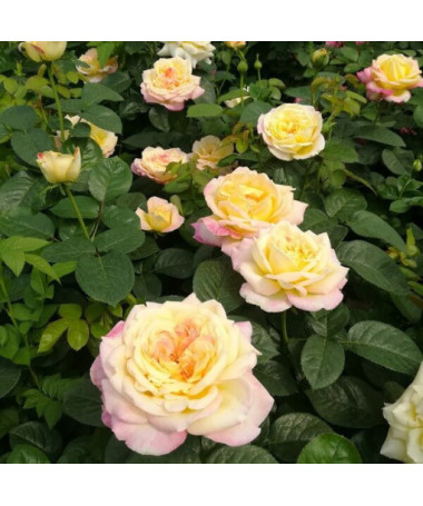 Rosier à grandes fleurs 'Alojse' pot, 2l