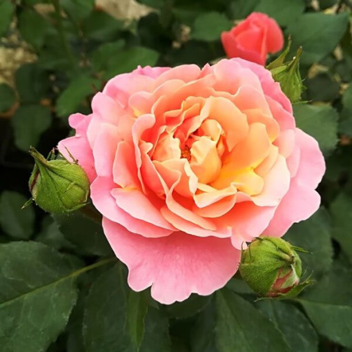 Rosier à grandes fleurs 'Alojse' pot, 2l