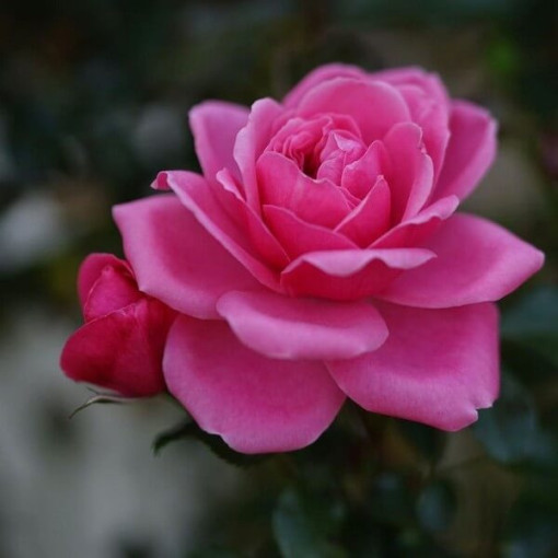 Rose de jardin 'Tanal' pot, 2l