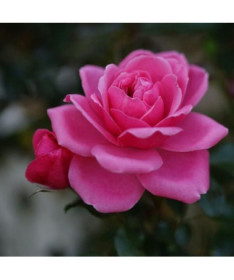 Rose de jardin 'Tanal' pot, 2l