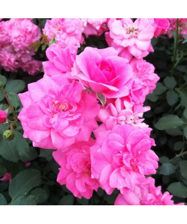 Rose de jardin 'Tanal' pot, 2l