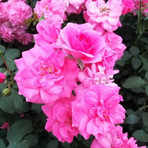 Rose de jardin 'Tanal' pot, 2l