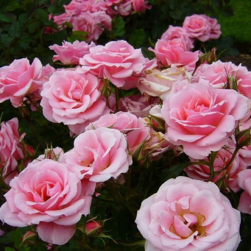 Rose de jardin 'Tanal' pot, 2l