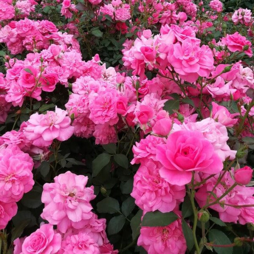 Rose de jardin 'Tanal' pot, 2l