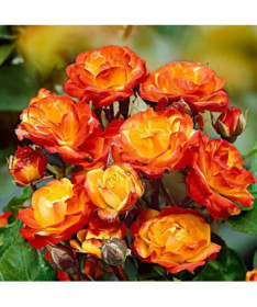 Rose de jardin 'Rumba' pot, 2l