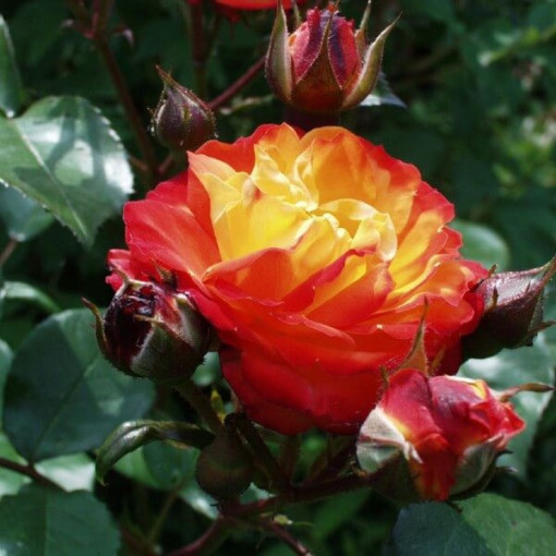 Rose de jardin 'Rumba' pot, 2l
