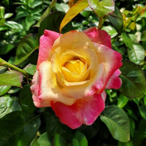 Rose de jardin 'Rumba' pot, 2l