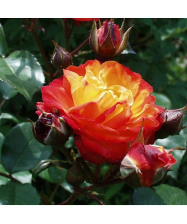 Rose de jardin 'Rumba' pot, 4l