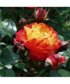 Rose de jardin 'Rumba' pot, 4l