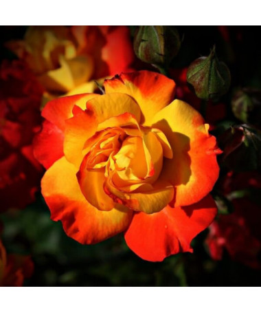 Rose de jardin 'Rumba' pot, 4l