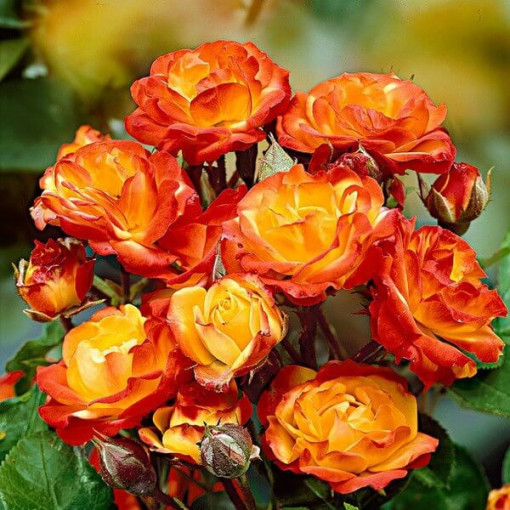 Rose de jardin 'Rumba' pot, 4l