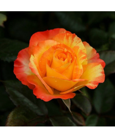 Rosier buisson 'Orange Sensation' pot, 2L