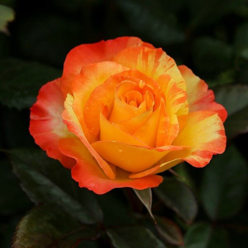 Rosier buisson 'Orange Sensation' pot, 2L