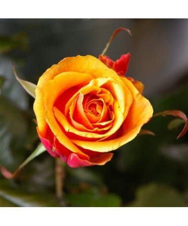 Rosier buisson 'Orange Sensation' pot, 2L