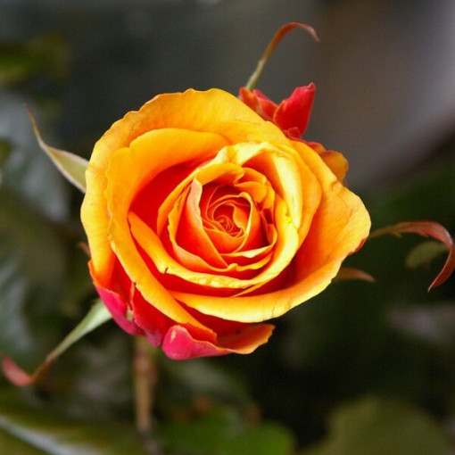 Rosier buisson 'Orange Sensation' pot, 2L