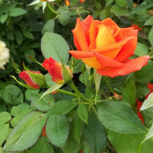 Rosier buisson 'Orange Sensation' pot, 2L