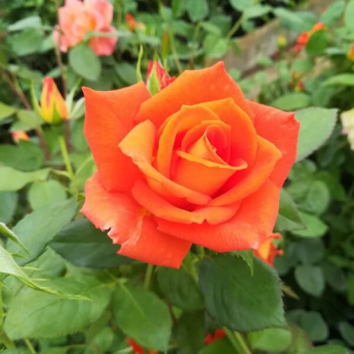 Rosier buisson 'Orange Sensation' pot, 2L