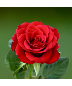 Rosier buisson 'Nina Weibull' pot, 2L