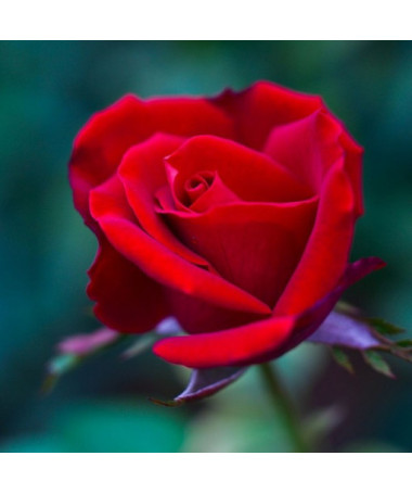 Rosier buisson 'Nina Weibull' pot, 2L