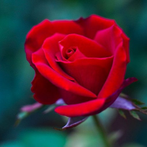 Rosier buisson 'Nina Weibull' pot, 2L