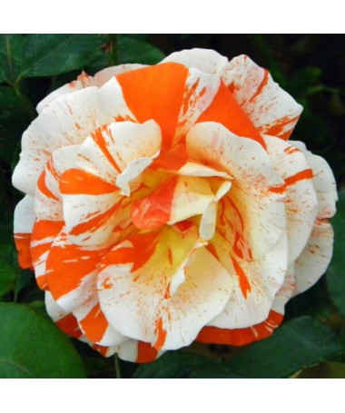 Rosier de parterre 'Hanky Panky', pot de 2l