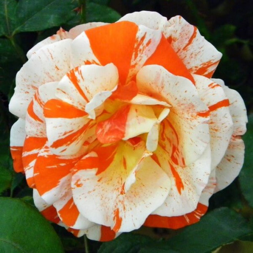 Rosier de parterre 'Hanky Panky', pot de 2l