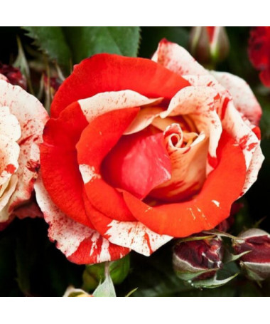 Rosier de parterre 'Hanky Panky', pot de 2l