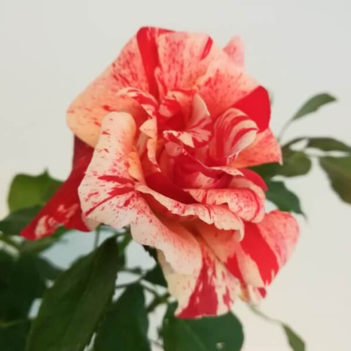 Rosier de parterre 'Hanky Panky', pot de 2l