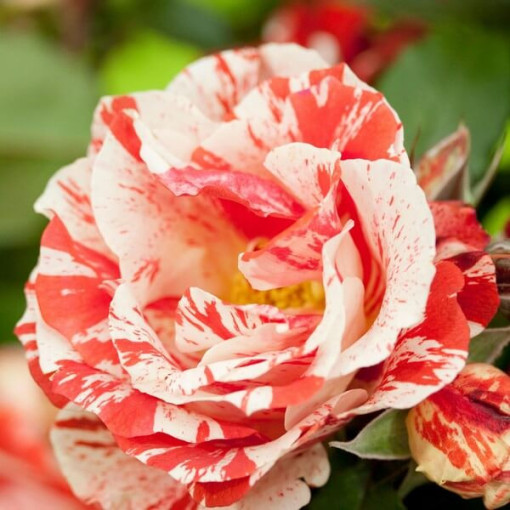 Rosier de parterre 'Hanky Panky', pot de 2l