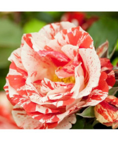 Rosier de parterre 'Hanky Panky', pot de 4l