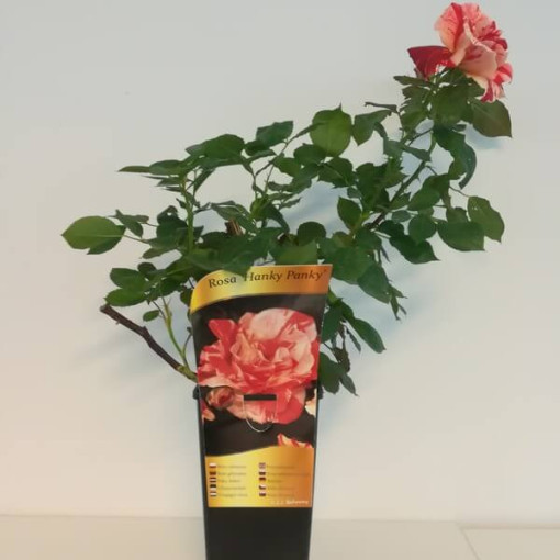 Rosier de parterre 'Hanky Panky', pot de 4l