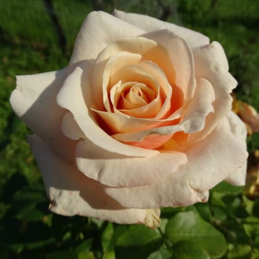 Rosier de parterre 'Apricot Nectar', pot de 4l