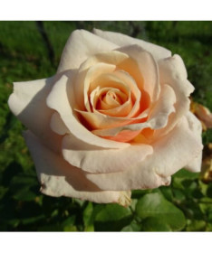 Rosier de parterre 'Apricot Nectar', pot de 4l