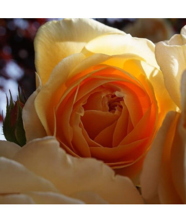 Rosier de parterre 'Apricot Nectar', pot de 4l