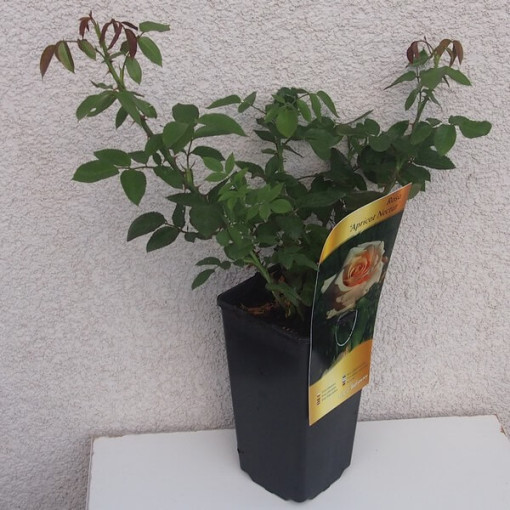 Rosier de parterre 'Apricot Nectar', pot de 4l